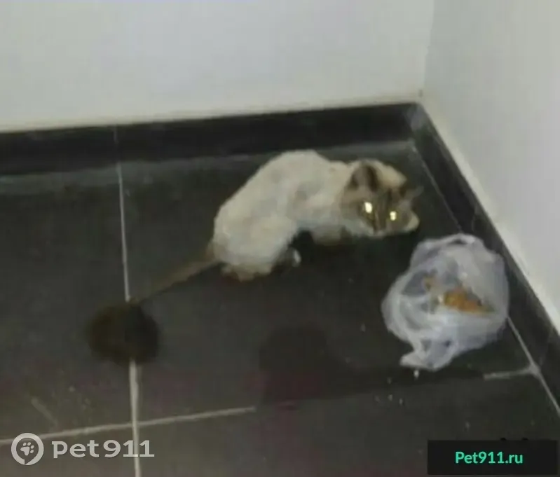 Найдена кошка в Мытищах, маскарадная или тайская порода.