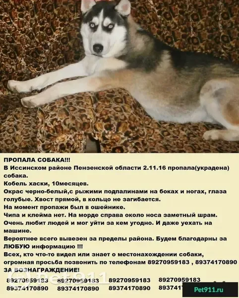 Пропала собака в Иссинском районе Пензенской области