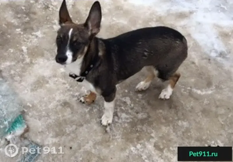 Найдена собака в Казани с ошейником - photo