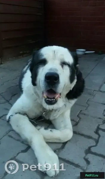Пропала собака Цезарь в Тимашево, Уфа