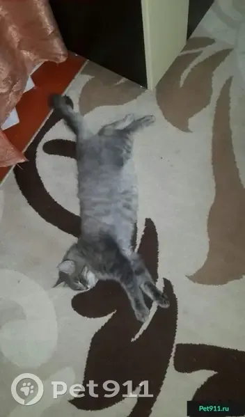 Пропала кошка в районе Дельфинария, Ейск, Краснодарский край