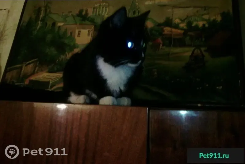 Найден черно-белый кот на ул. Крупской, Пермь