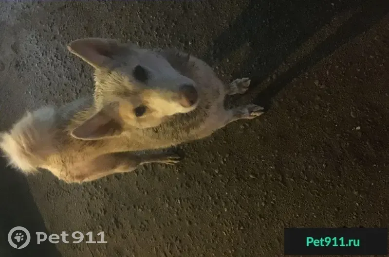 Найдена белая собака в Волгограде