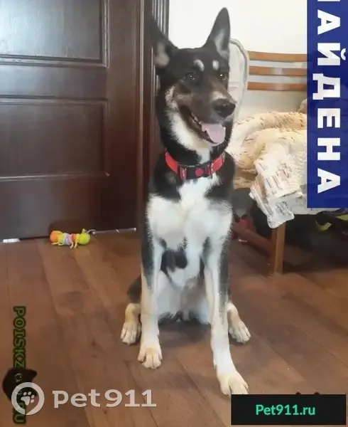 Найдена собака на ул. Хачатуряна 6