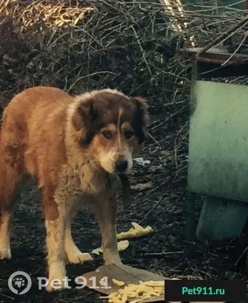 Собака найдена в Восточной перловке. - photo