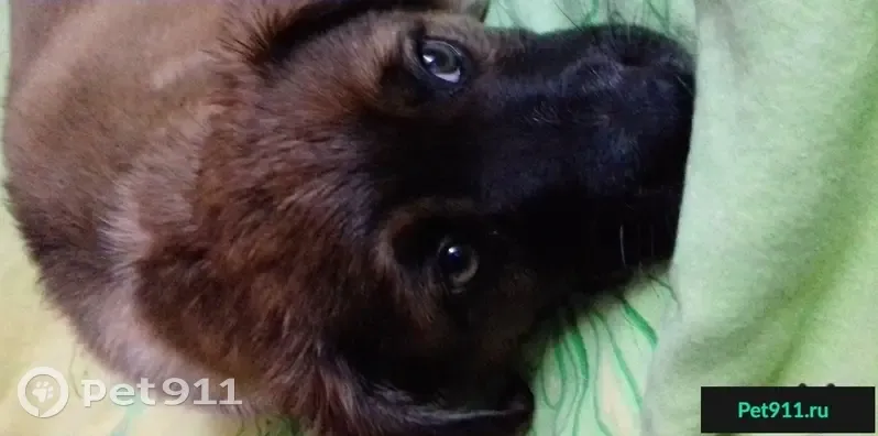 Собака ищет дом в Краснодаре - photo