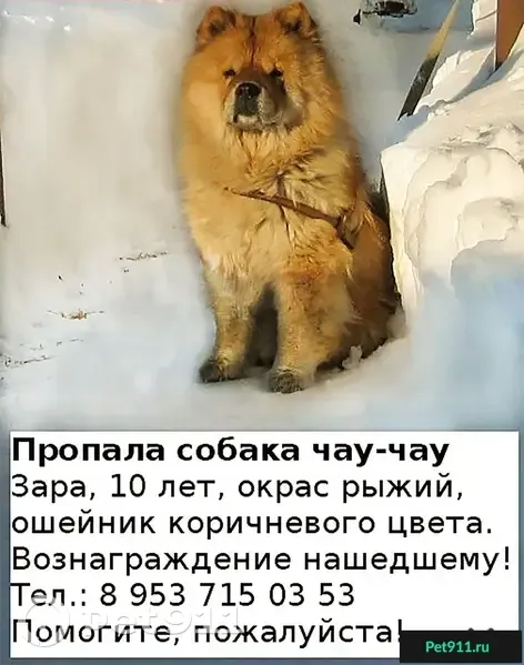 Пропала собака в Знаменском р-оне, Тамбовская обл.