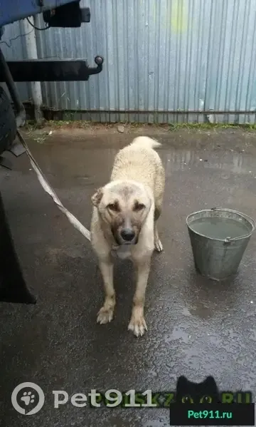 Найдена собака в Таганроге, ищет старого хозяина