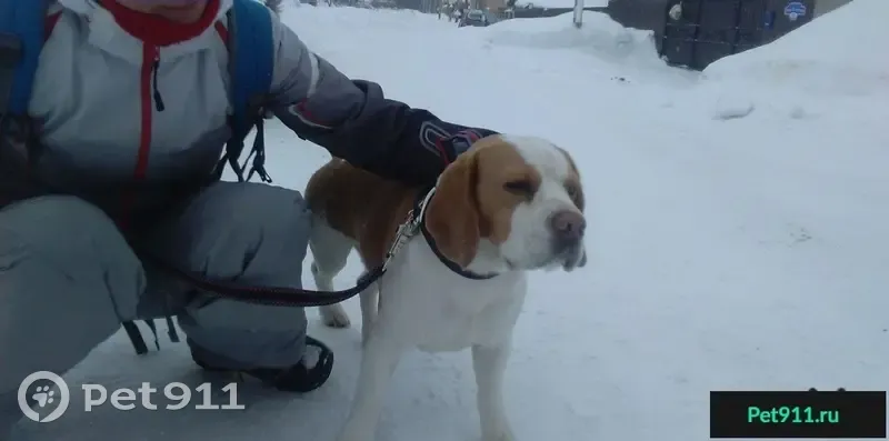 Найдена собака в Жигулевске, пос. Александровское поле - photo