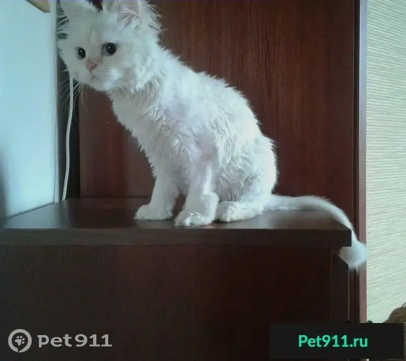 Найдена белая кошка с голубыми глазами в Казани - photo