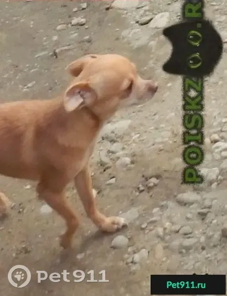 Пропала собака в Усть-Лабинске, вознаграждение. - photo