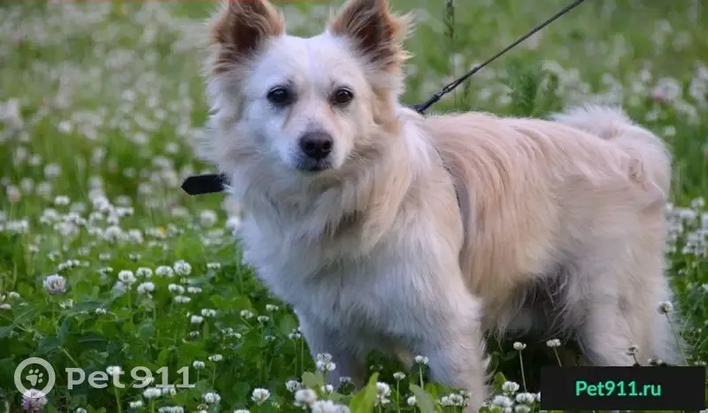Пропала собака Рекс в д. Яскино, Спасский Погост, Вологодская обл. - photo