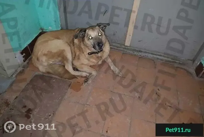 Найдена собака с коричневым ошейником в Видном - photo