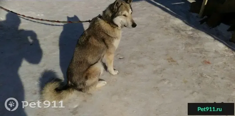 Найдена собака в р-не Спутника, Белгород - photo