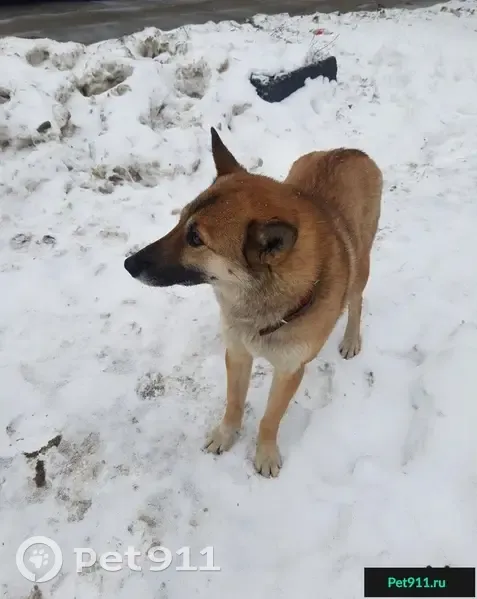 Найдены потерявшиеся собаки в Москве, Жулебино - photo