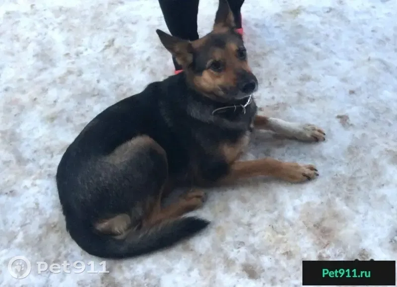 Найдена собака на улице Мира, дом 8, Обнинск - photo