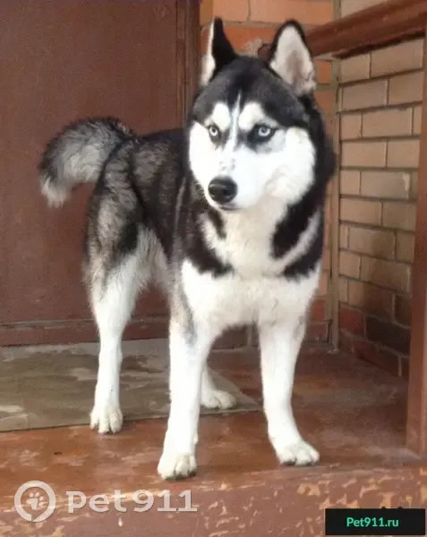 Найдена собака в Домодедовском р-не - photo