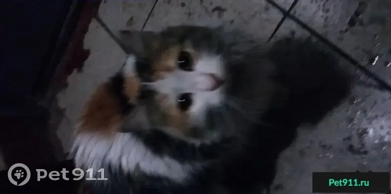 Найдена кошка в Лефортово, ищет хозяина (Москва, метро Авиамоторная)