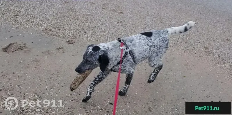 Найдена собака в Симферополе, ищем старых хозяев - photo