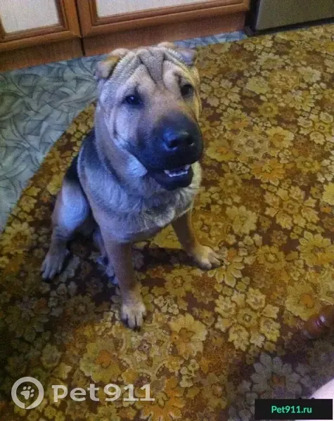 Собака найдена возле Ролби в Черногорске