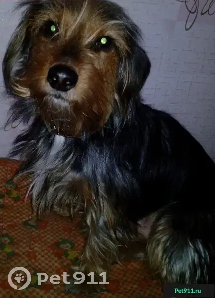 Пропала собака Тайсон на ул. Мичурина 18, Новокузнецк - photo