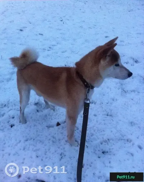Пропал рыжий пёс в Краснодаре, вознаграждение! - photo