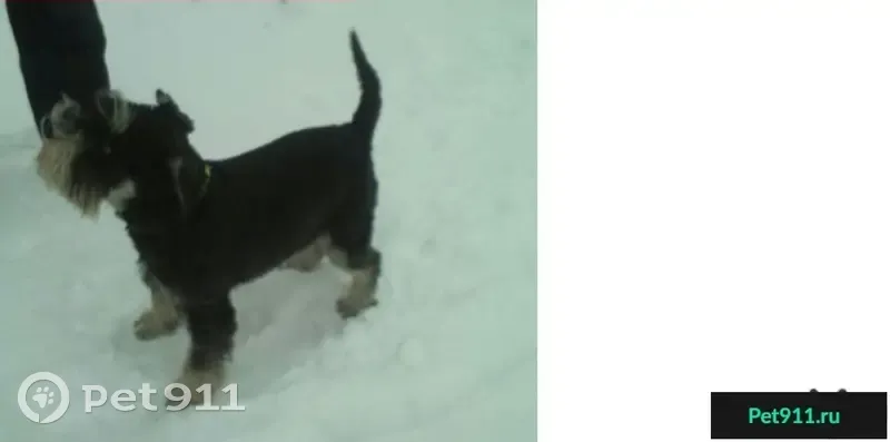 Пропала собака в 5-м микрорайоне Одинцово - photo