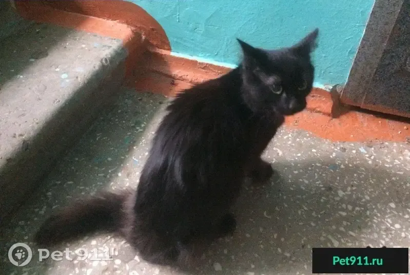 Пропала кошка на ул. Стасова, найдена!