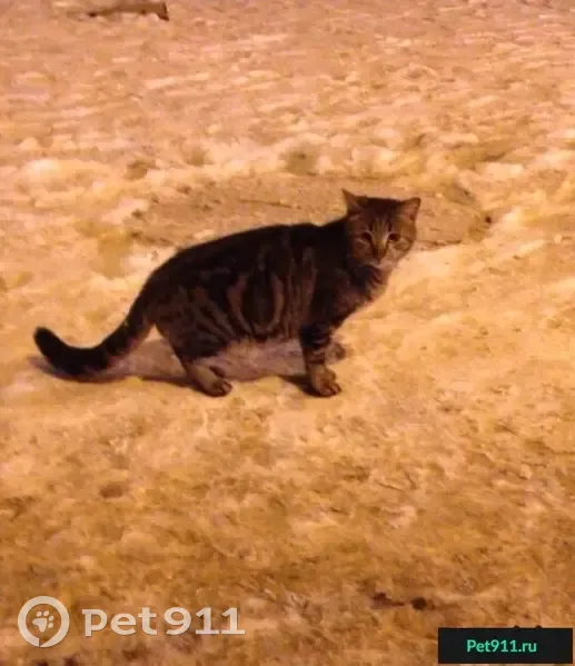 Найдена кошка на Ленинском проспекте, ищем хозяев - photo