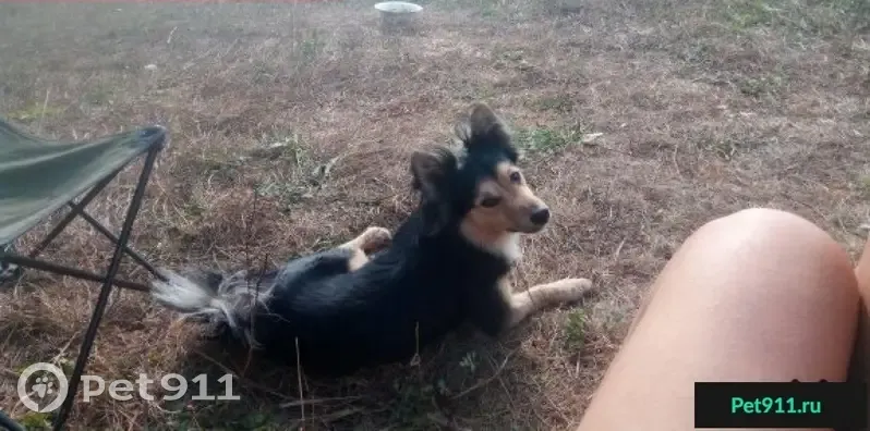 Пропала собака Тёма в деревне Горбуново, награда 50 000 рублей. - photo