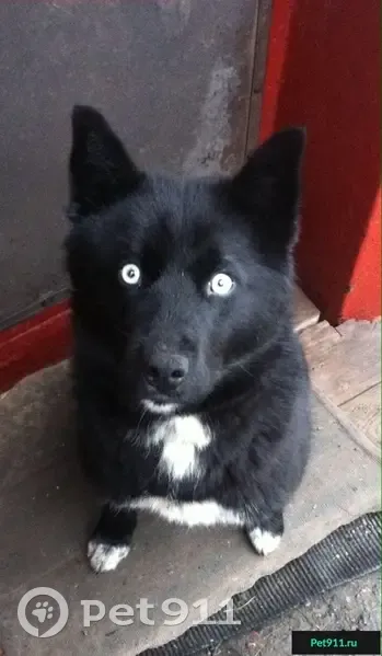 Пропала собака Тайсон в Киевском районе, Харьков. - photo