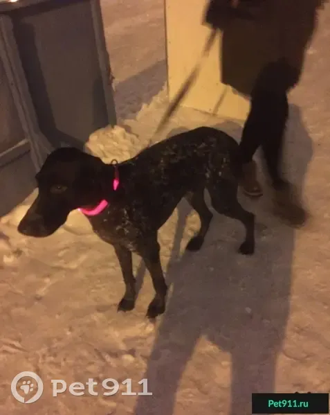 Найдена собака: Курцхаар, Жулебино, Москва - photo
