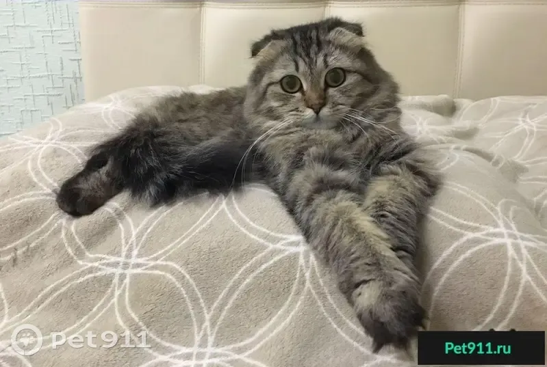 Найдена кошка в Челябинске, ищет новых хозяев - photo