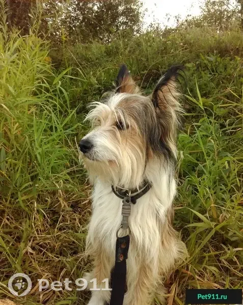 Пропала собака Бим в районе Фанеры, Череповец. Помогите найти! - photo