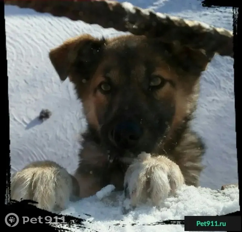 Пропала собака в Советском округе Омска - photo