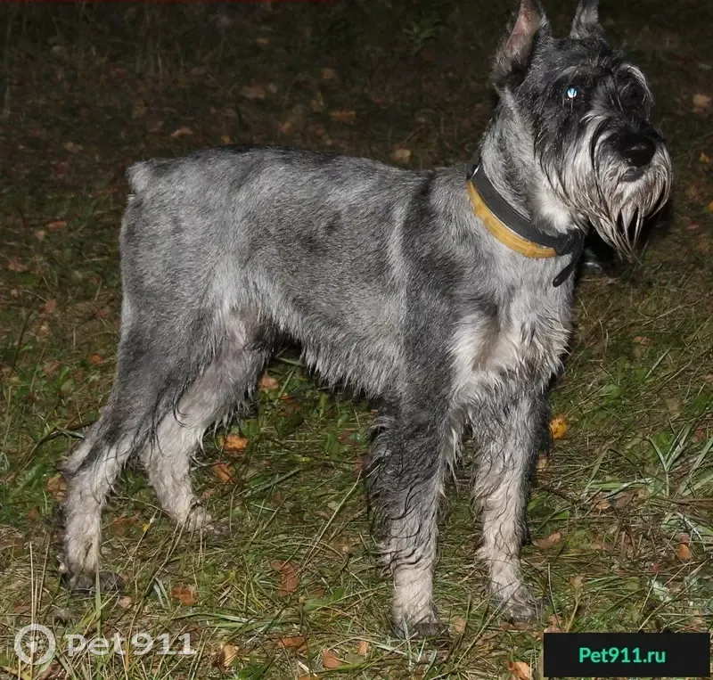 Пропала собака породы Миттельшнауцер в Вязьме, Смоленская область - photo