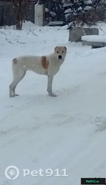 Пропала собака в Октябрьском районе, нужна помощь! - photo