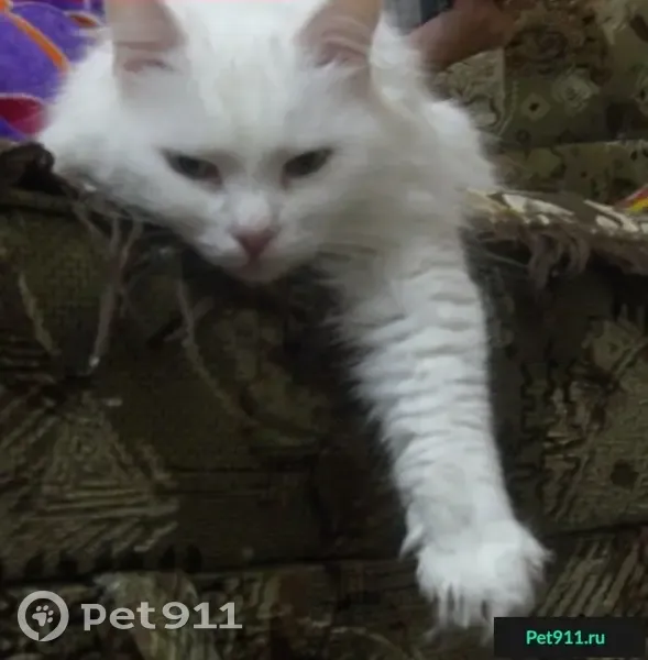 Пропал белый кот Пушок в Луговом, Симферополь - вознаграждение гарантировано! - photo
