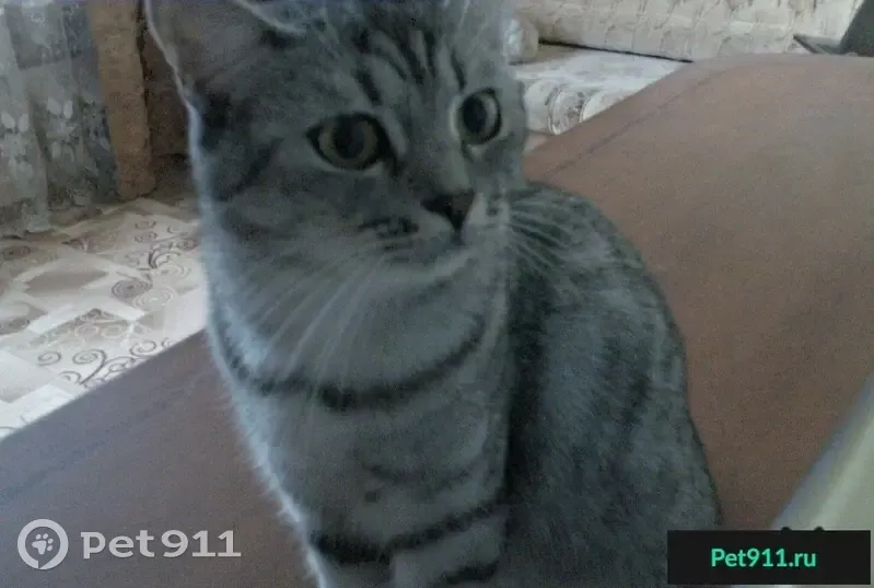 Найдена кошка в Всеволожском р-не - photo