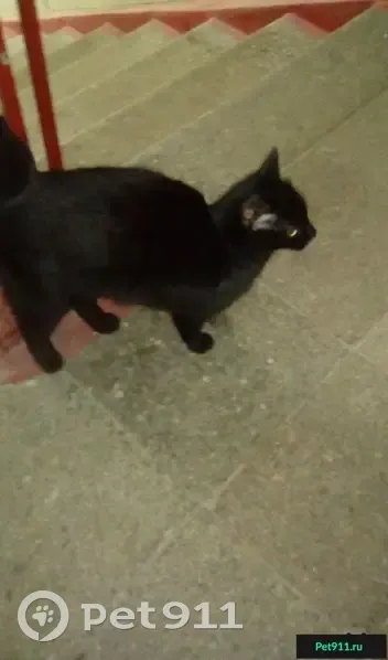 Найдена кошка в Москве на 6-м Новоподмосковном переулке - photo