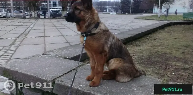 Пропала собака на ул. Липовая Аллея, Калининград - photo