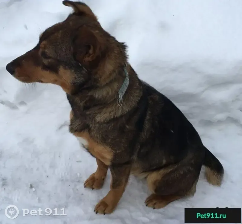 Найдена собака в Ватутинках, Москва - photo