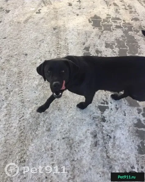 Потерянная собака на заправке Лукойл в Оренбурге - photo