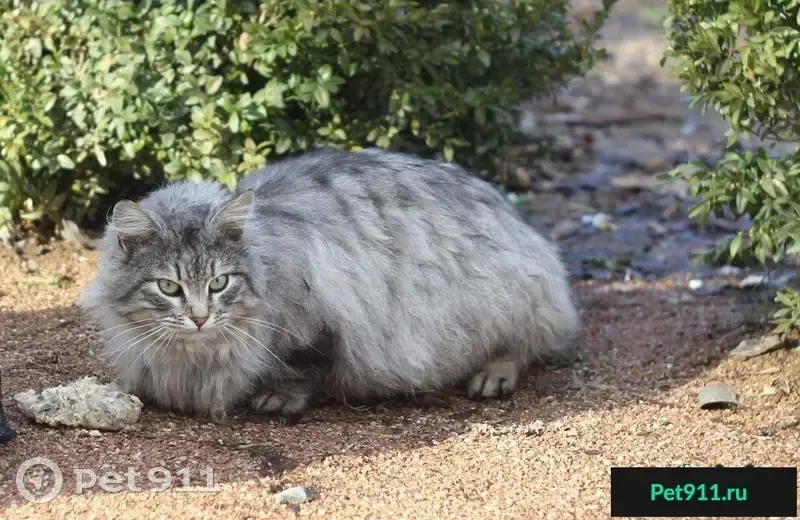 Потерян домашний котик в Ботаническом саду Симферополя - photo