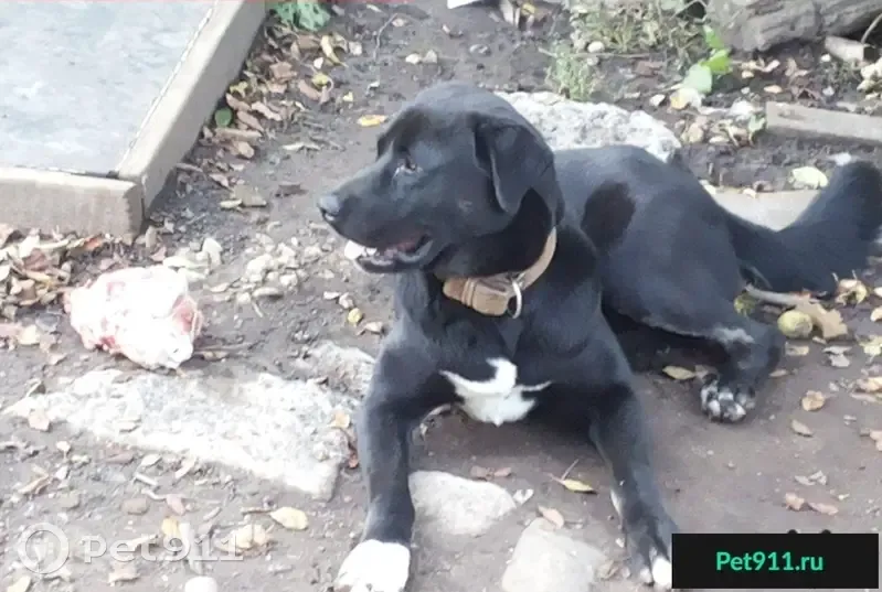 Пропала собака в Мариенбурге, Гатчина - photo
