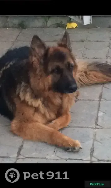 Пропала собака в Малом Ледово, Щелковский район! - photo