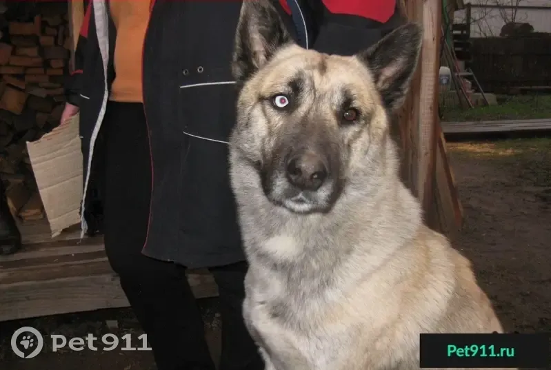 Пропала собака Арчи в Бронницах (46К-5051) - photo