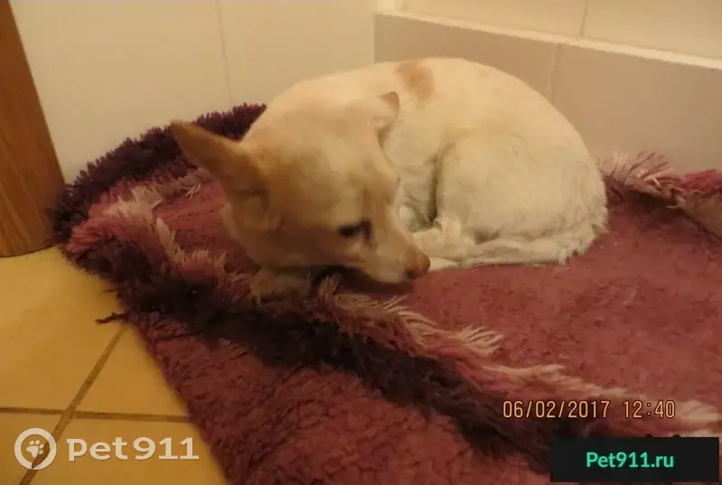 Найдена собака мелкой породы в районе Вторчермет г. Екатеринбурга - photo