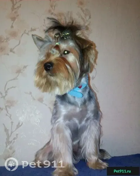 Пропала собака Дик в районе Авангарда, Томск. - photo