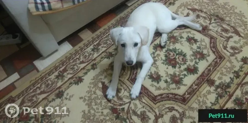 Найдена собака-лабрадор в Раменском - photo